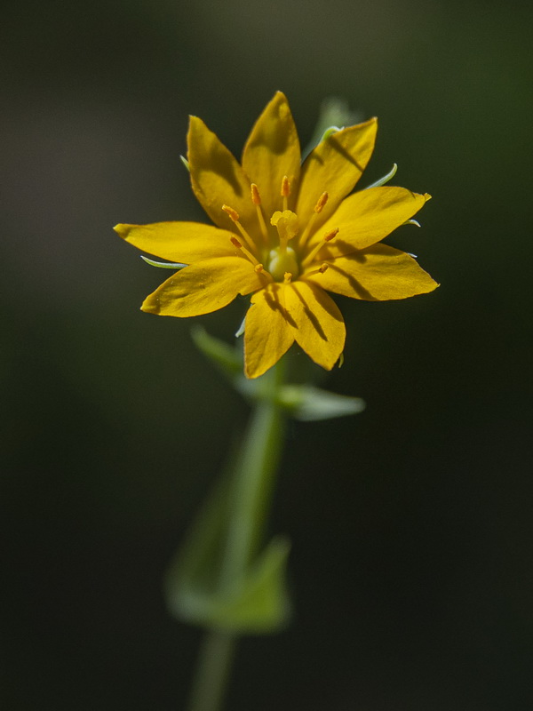 Blackstonia perfoliata intermedia.10