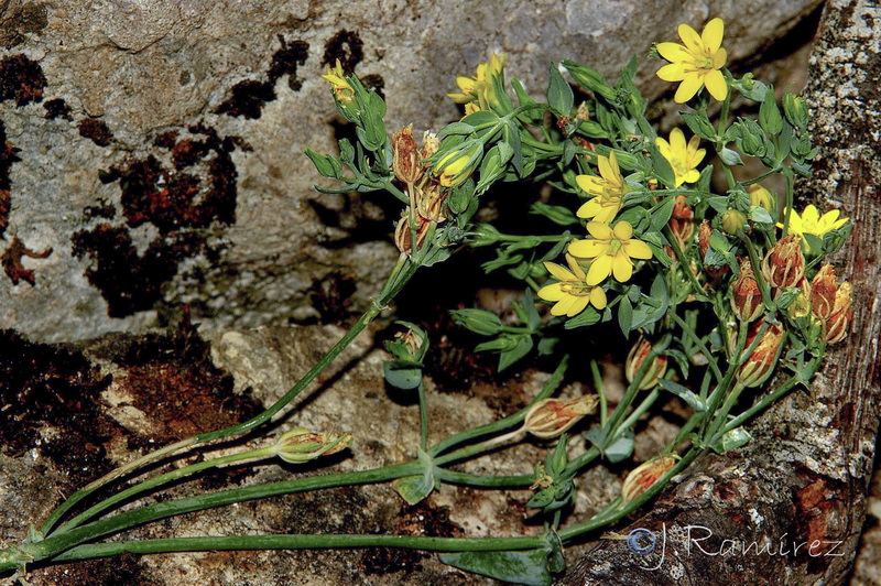 Blackstonia perfoliata perfoliata.01