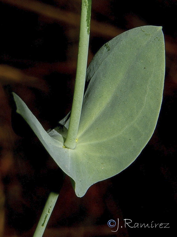 Blackstonia perfoliata perfoliata.03
