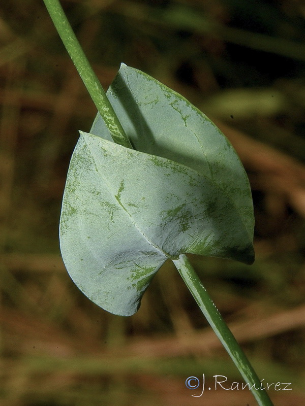 Blackstonia perfoliata perfoliata.05