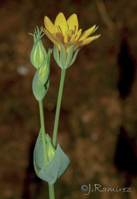 Blackstonia perfoliata perfoliata.06