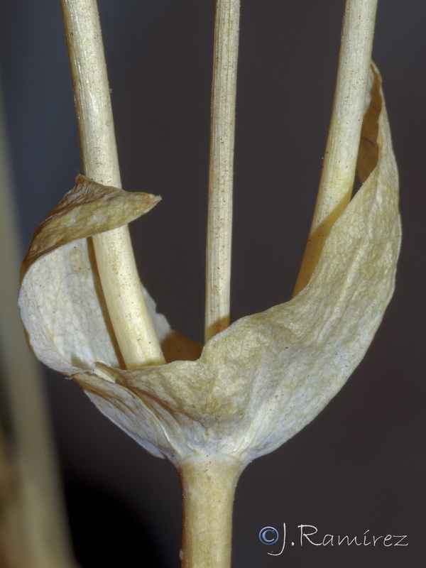 Blackstonia perfoliata perfoliata.11