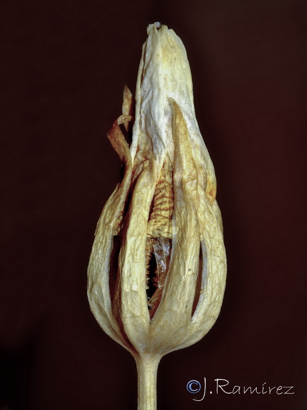 Blackstonia perfoliata perfoliata.12