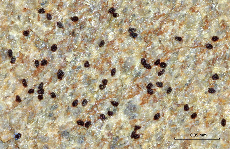 Blackstonia perfoliata perfoliata.14