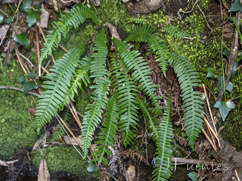 Blechnum spicant.01