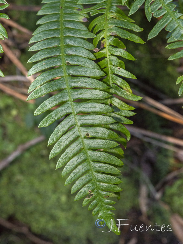 Blechnum spicant.02