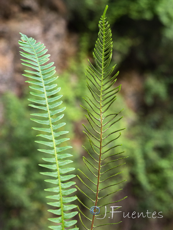 Blechnum spicant.03