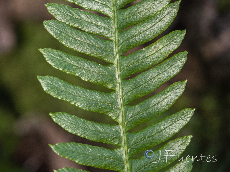 Blechnum spicant.06