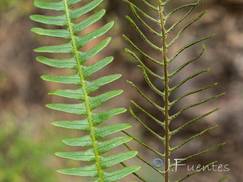 Blechnum spicant.07