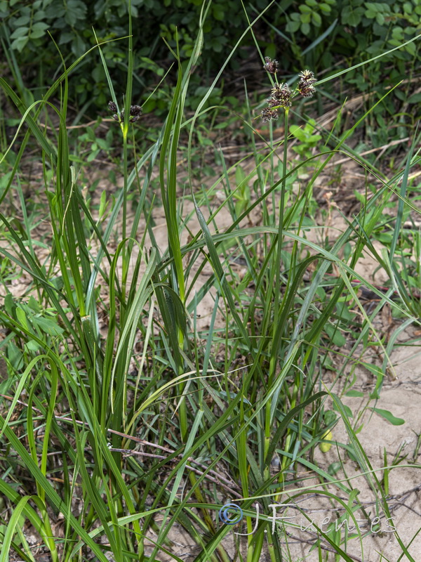 Bolbochoenus glaucus.01