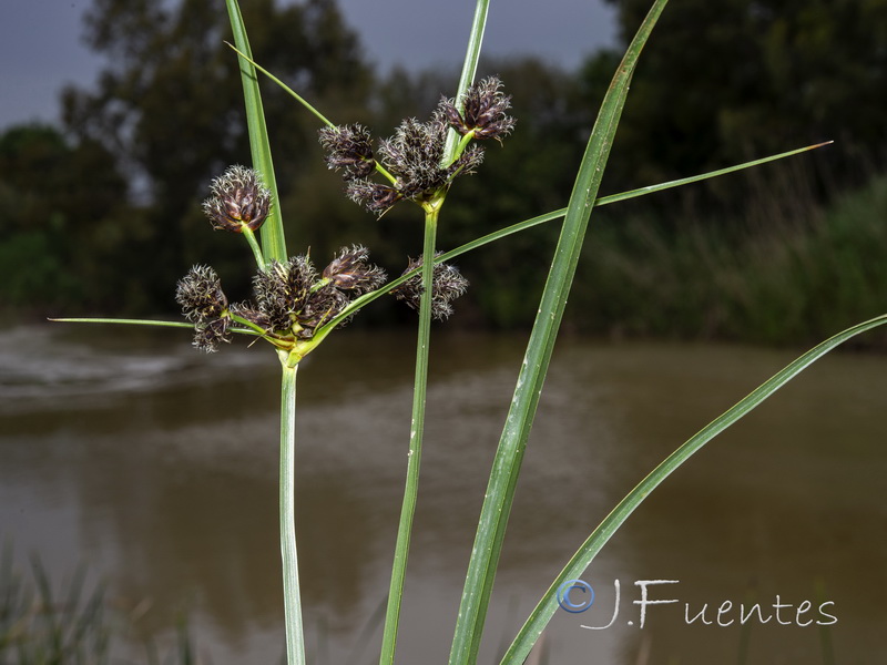 Bolbochoenus glaucus.03