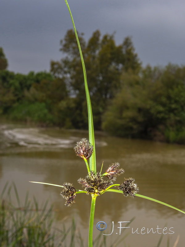 Bolbochoenus glaucus.04