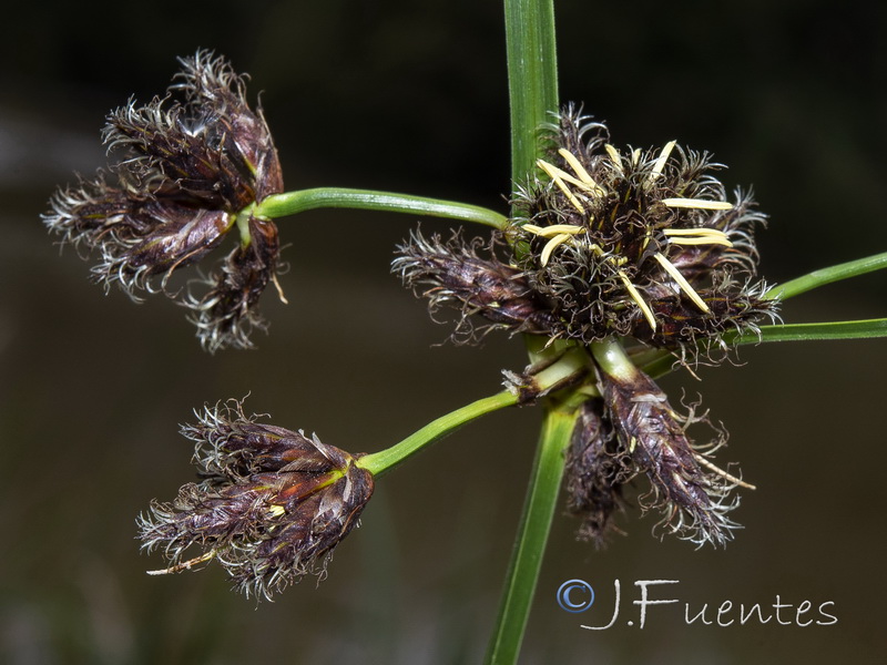 Bolbochoenus glaucus.06