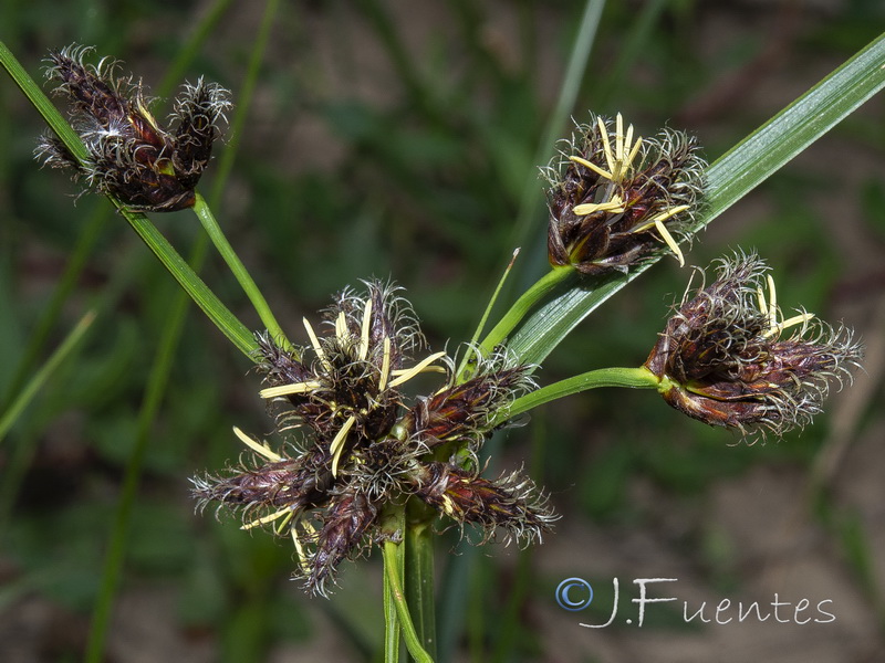 Bolbochoenus glaucus.07