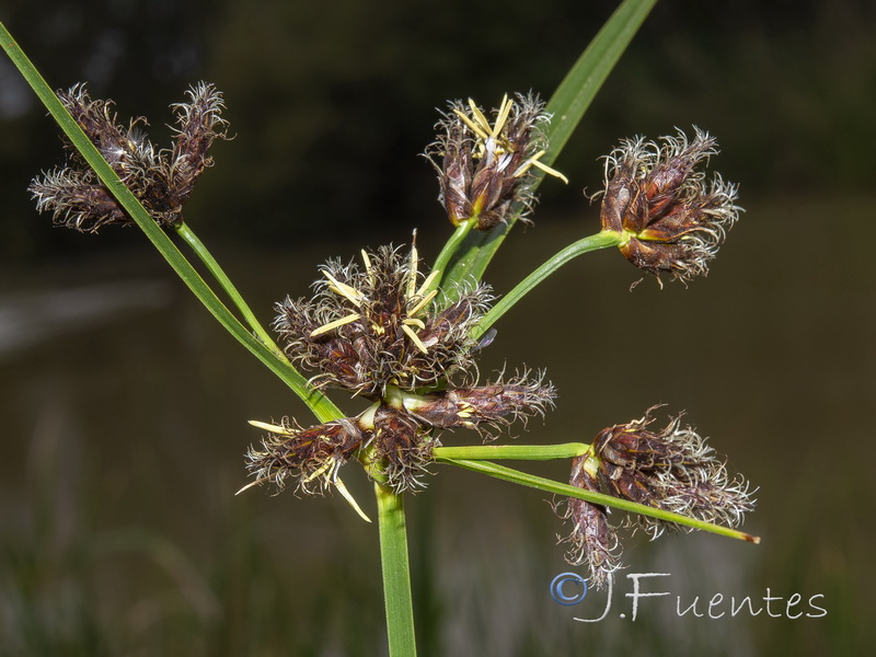 Bolbochoenus glaucus.08