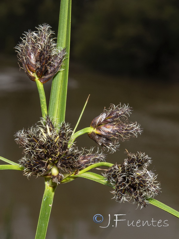 Bolbochoenus glaucus.09