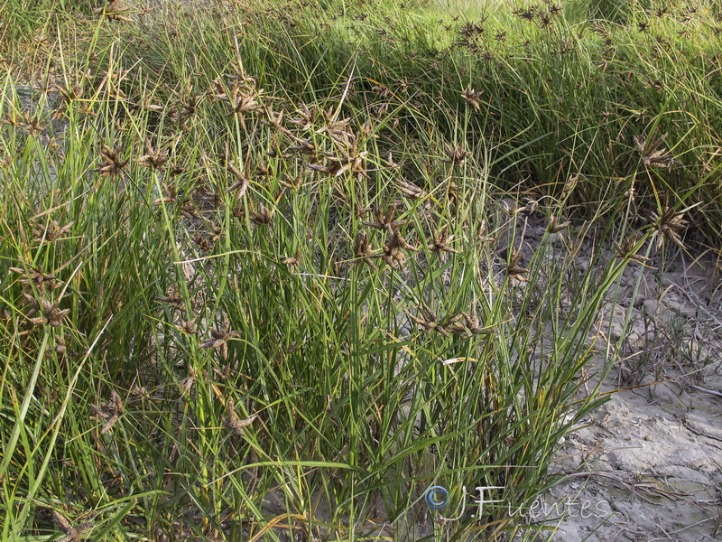 Bolboschoenus maritimus.01