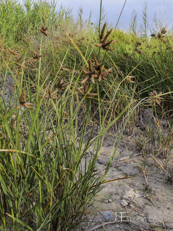 Bolboschoenus maritimus.02