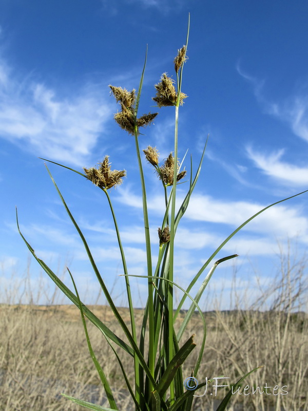 Bolboschoenus maritimus.03
