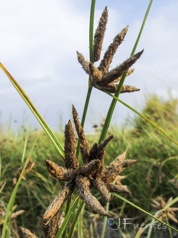 Bolboschoenus maritimus.04