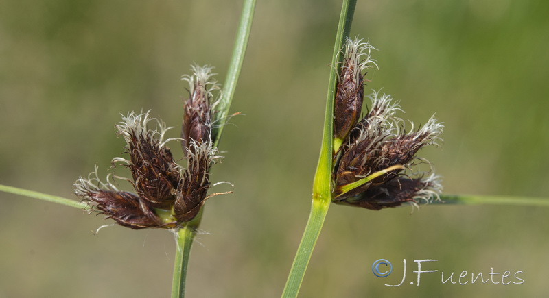 Bolboschoenus maritimus.07