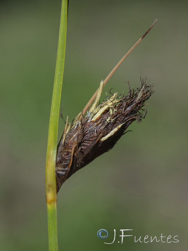 Bolboschoenus maritimus.09