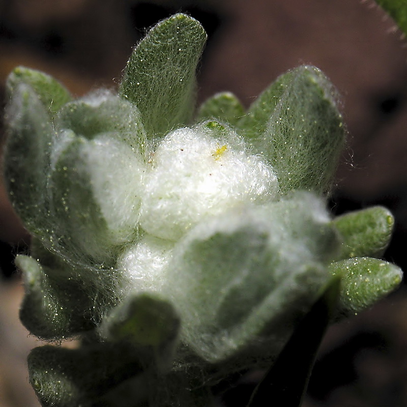 Bombycilaena discolor.03