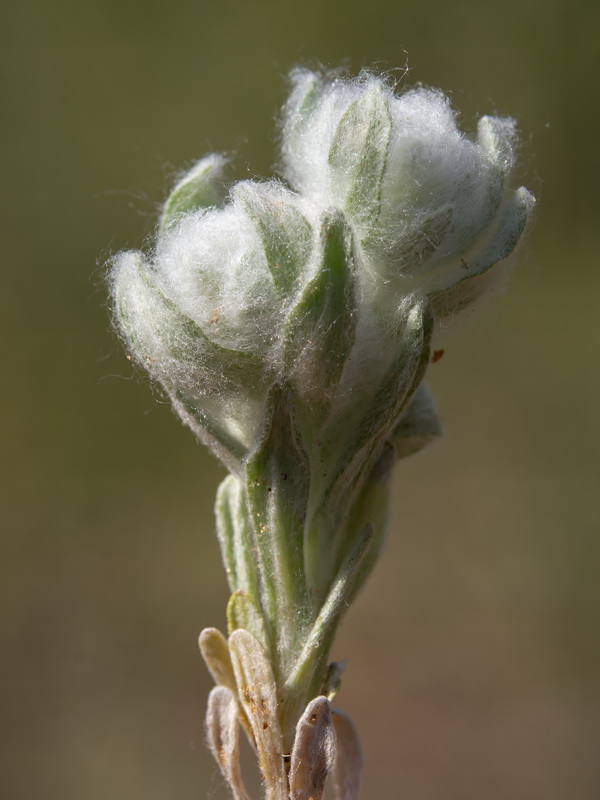 Bombycilaena discolor.01