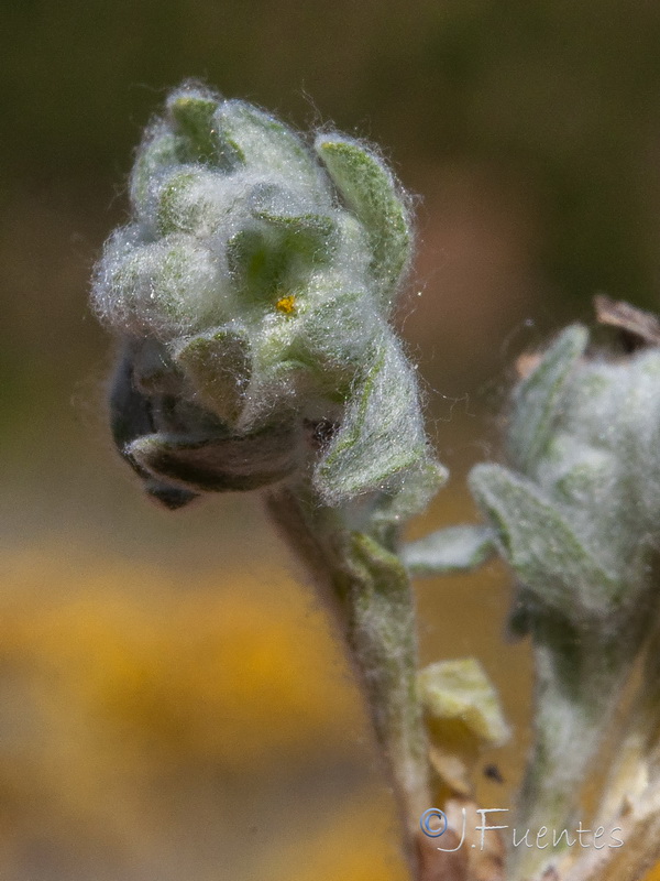Bombycilaena discolor.13