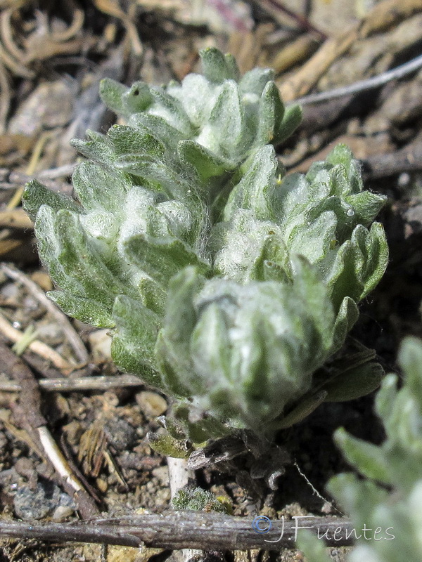 Bombycilaena erecta.01