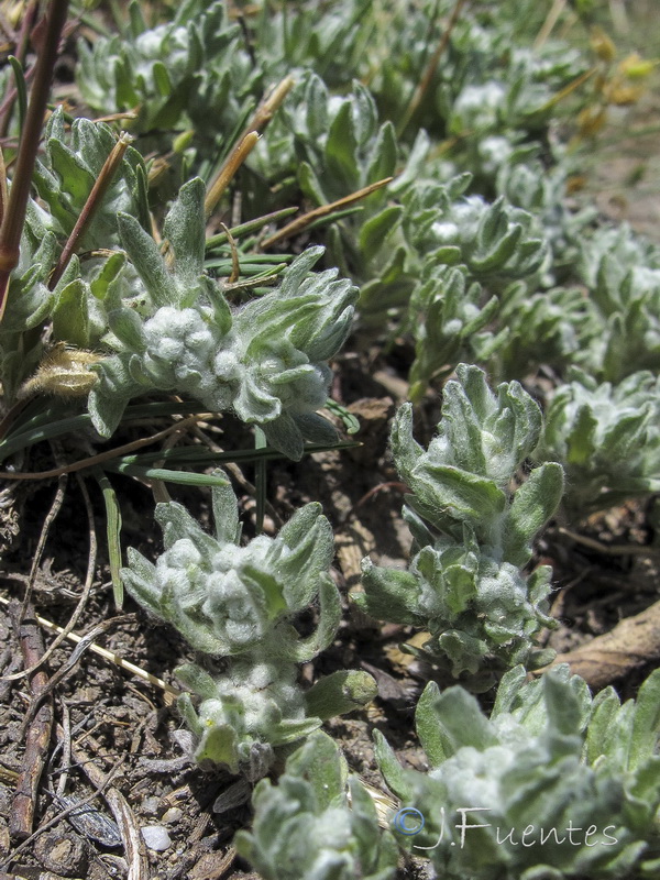 Bombycilaena erecta.04