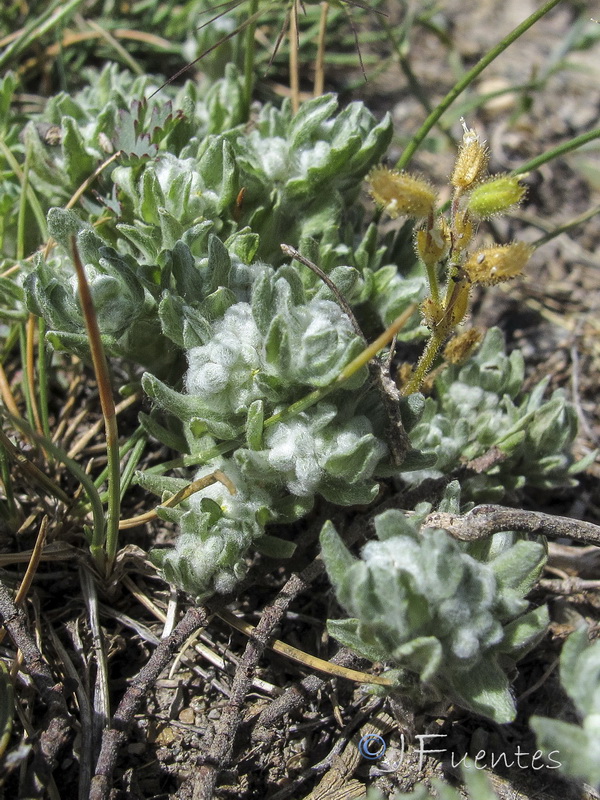 Bombycilaena erecta.03