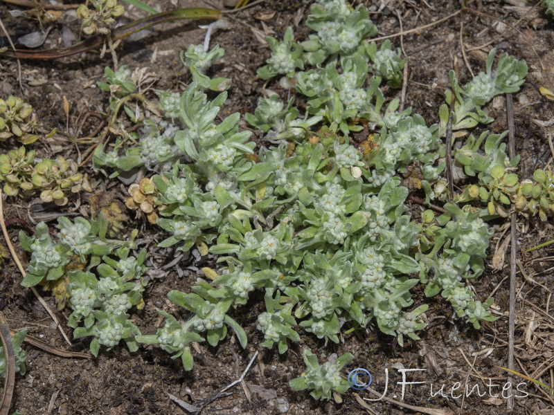 Bombycilaena erecta.13