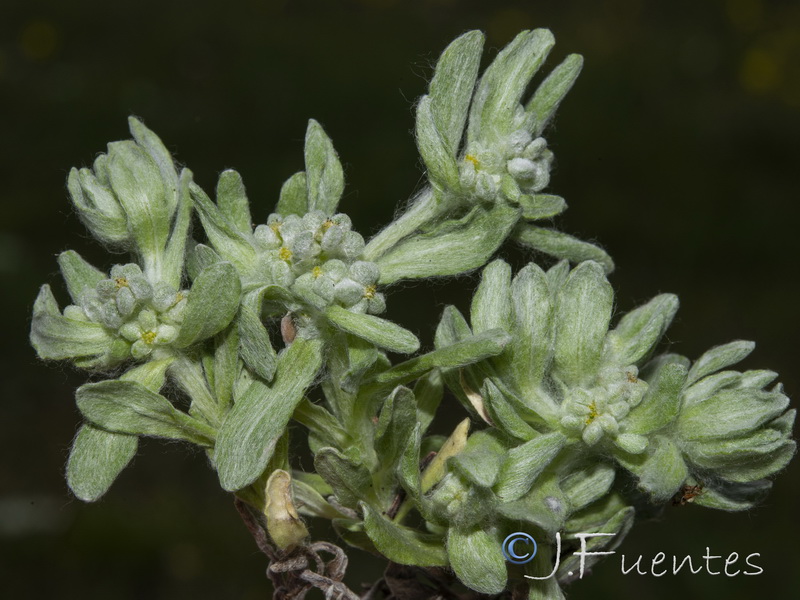 Bombycilaena erecta.06