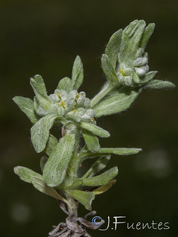 Bombycilaena erecta.16