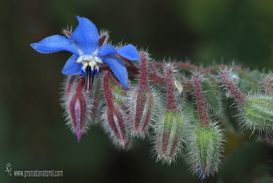 Borago officinalis