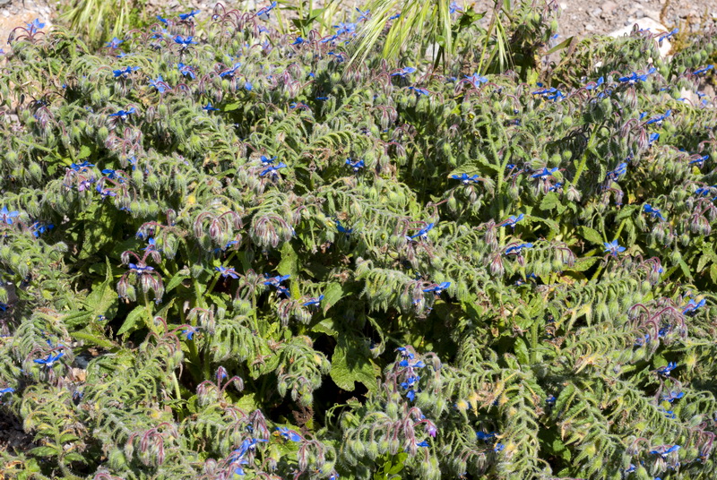 Borago officinalis.01