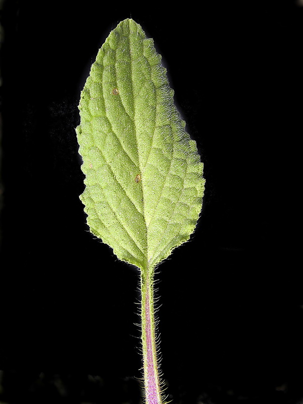 Borago officinalis.02