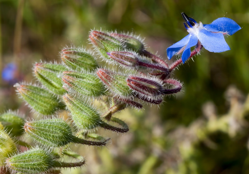 Borago officinalis.03