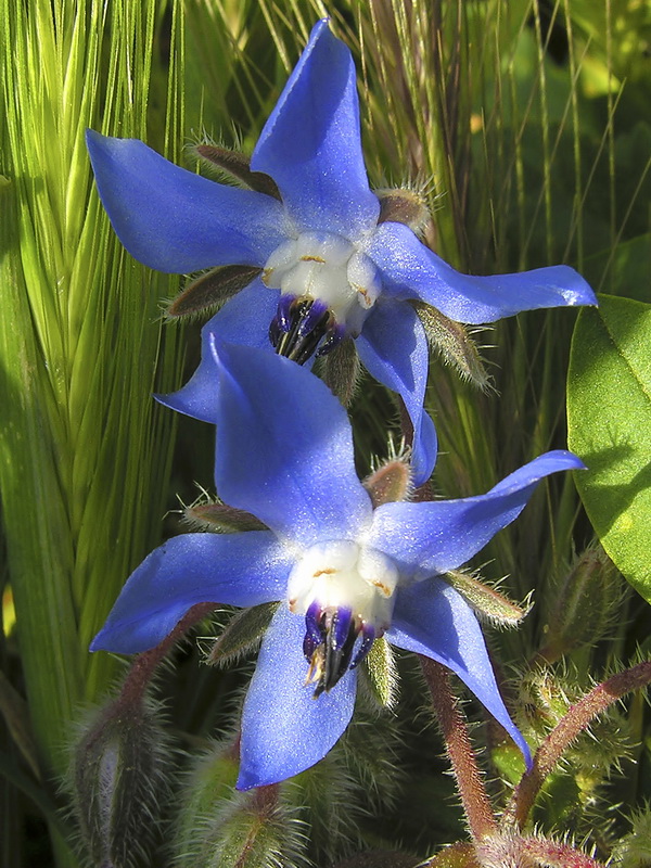 Borago officinalis.05