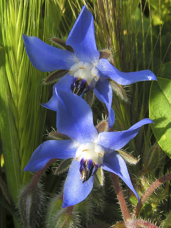 Borago officinalis.05