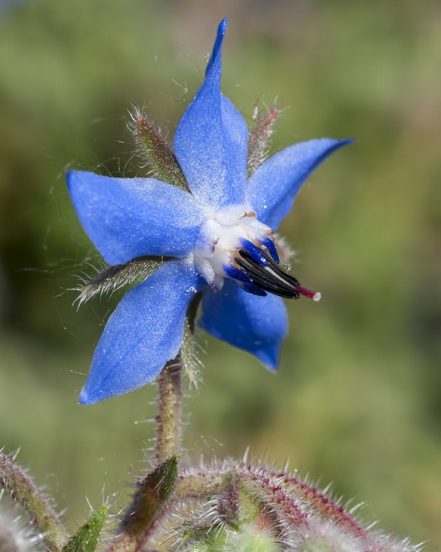 Borago officinalis.12