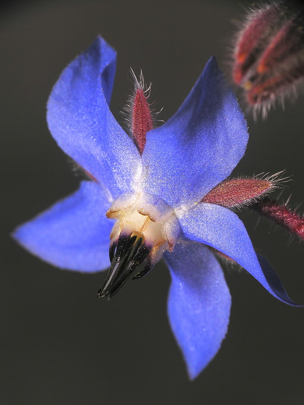 Borago officinalis.13