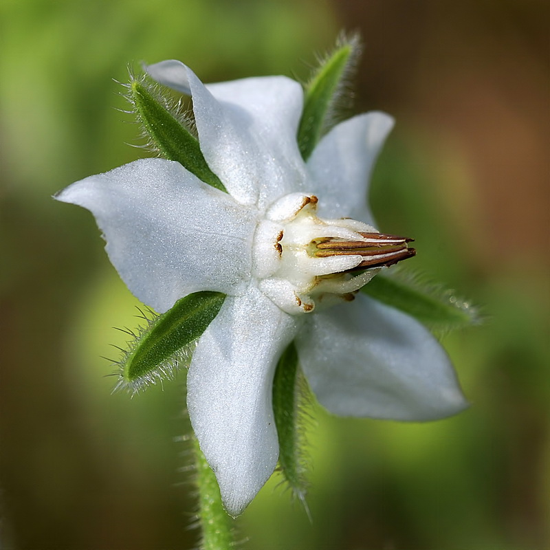 Borago officinalis.22