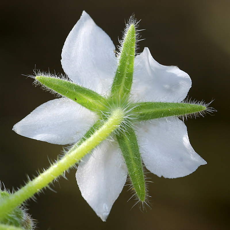 Borago officinalis.23