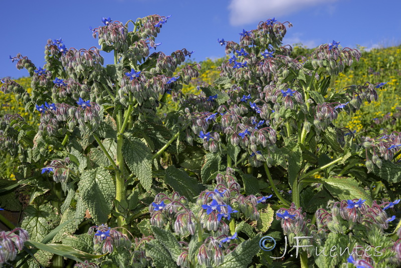 Borago officinalis.25