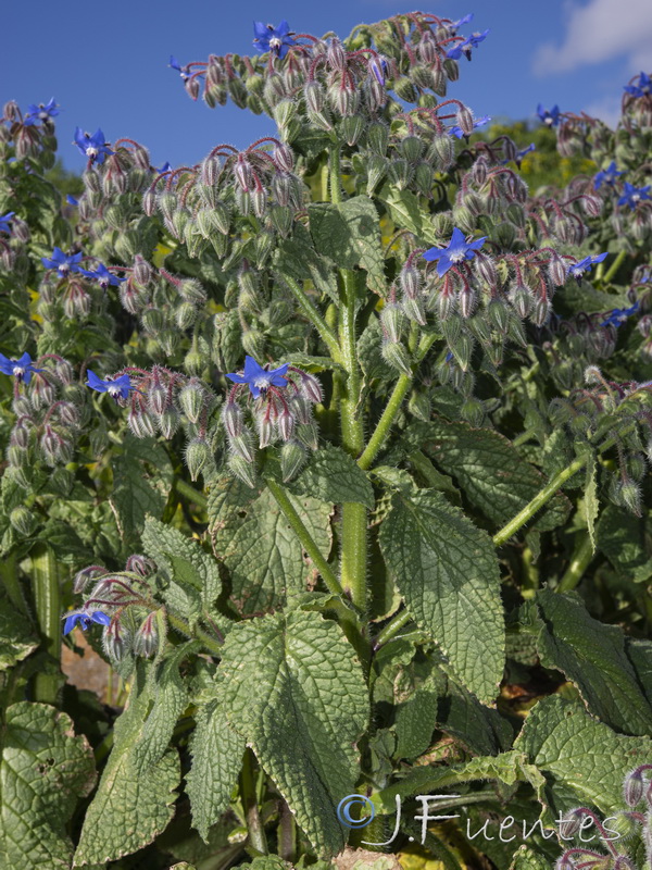 Borago officinalis.26