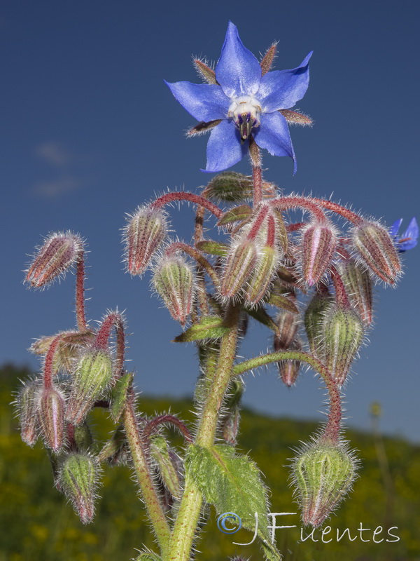 Borago officinalis.28