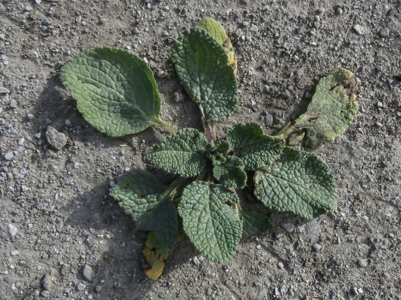 Borago officinalis.29