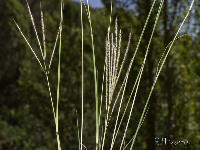 Bothriochloa ischaemum.01